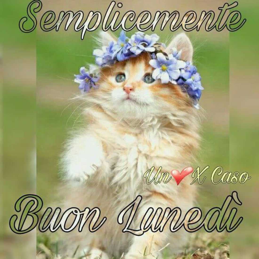 Buon Lunedì WhatsApp 5013