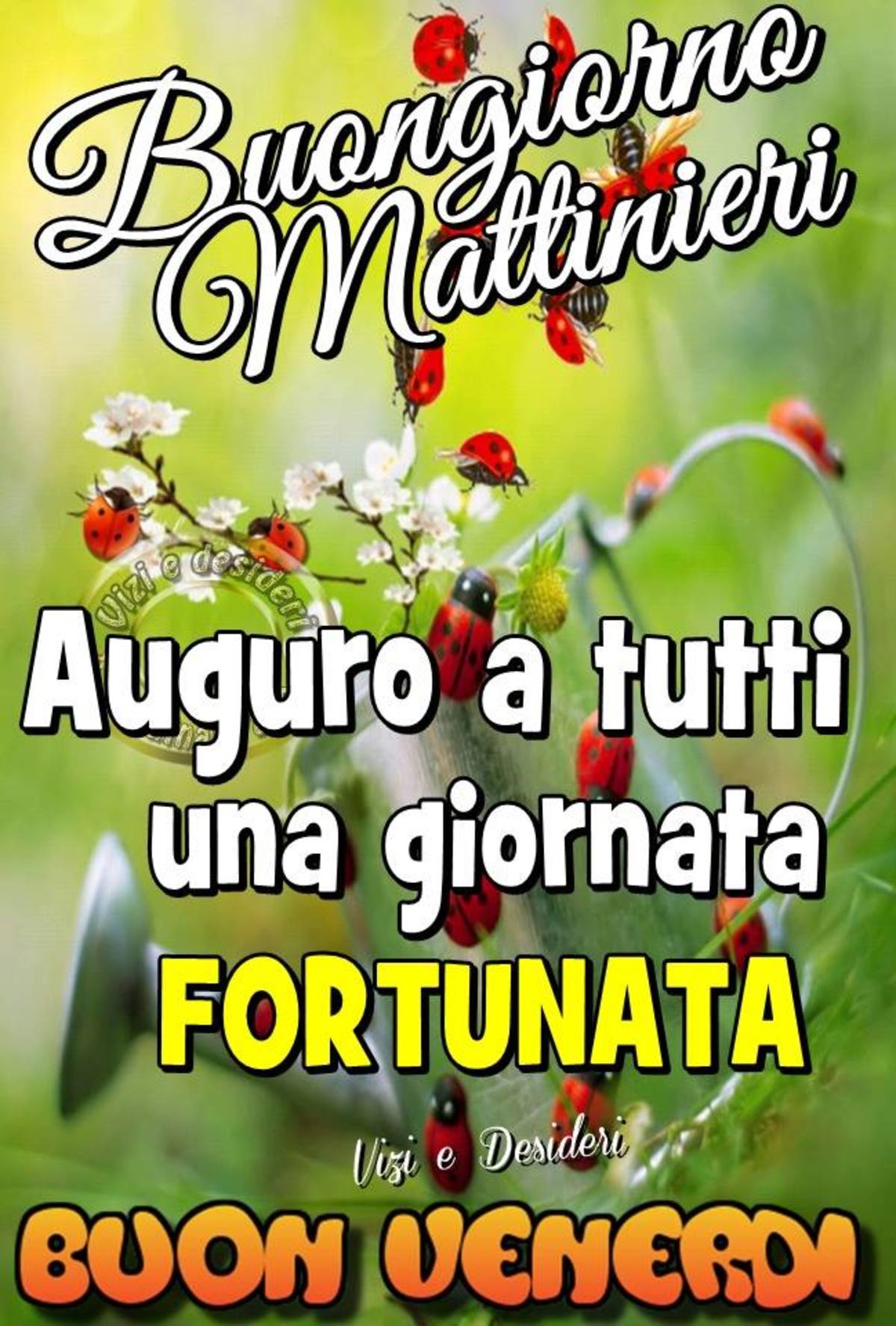 Buon Venerdì 2317