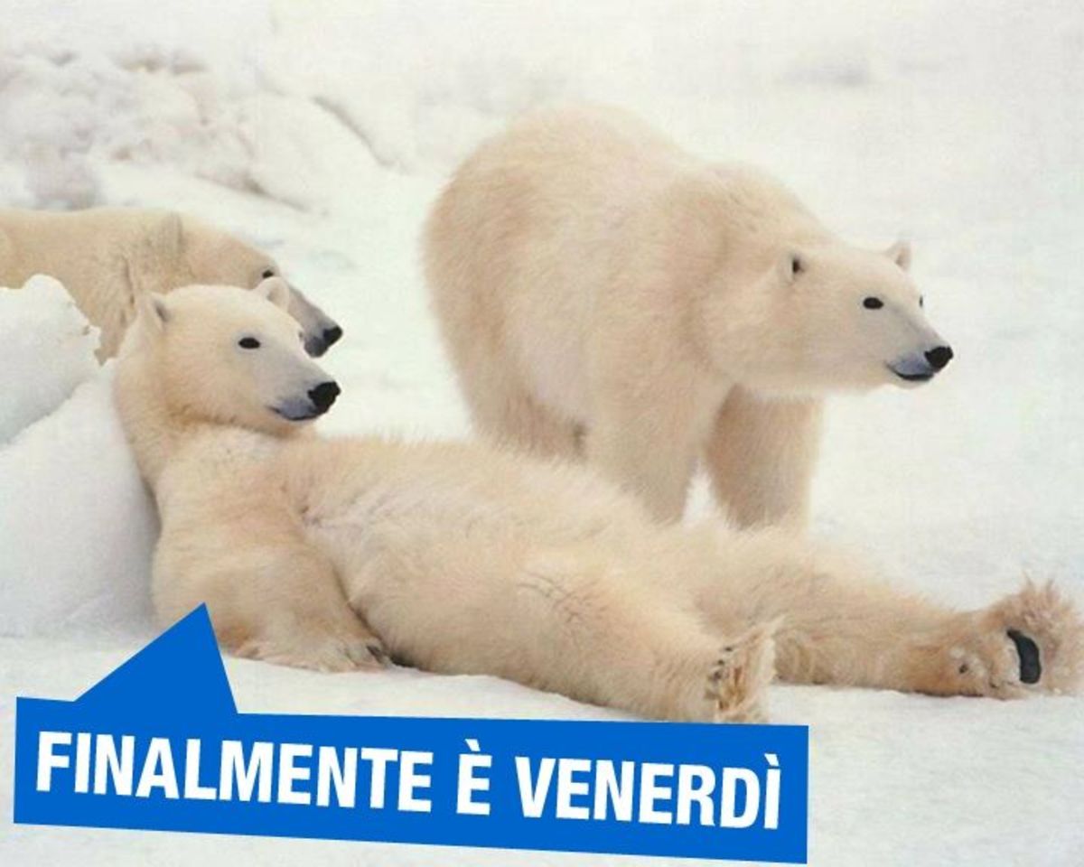 Buon Venerdì con gli animali