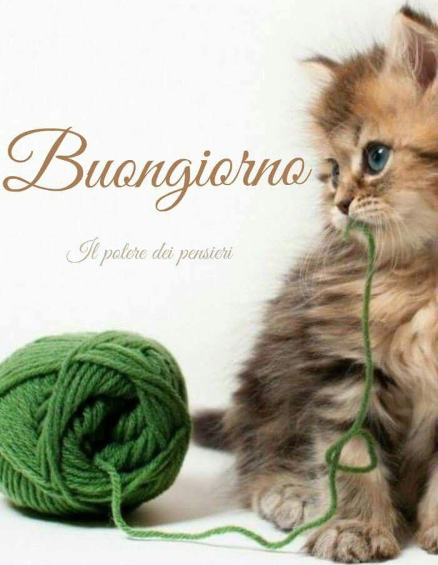 Immagini per Buongiorno con gli animali 4