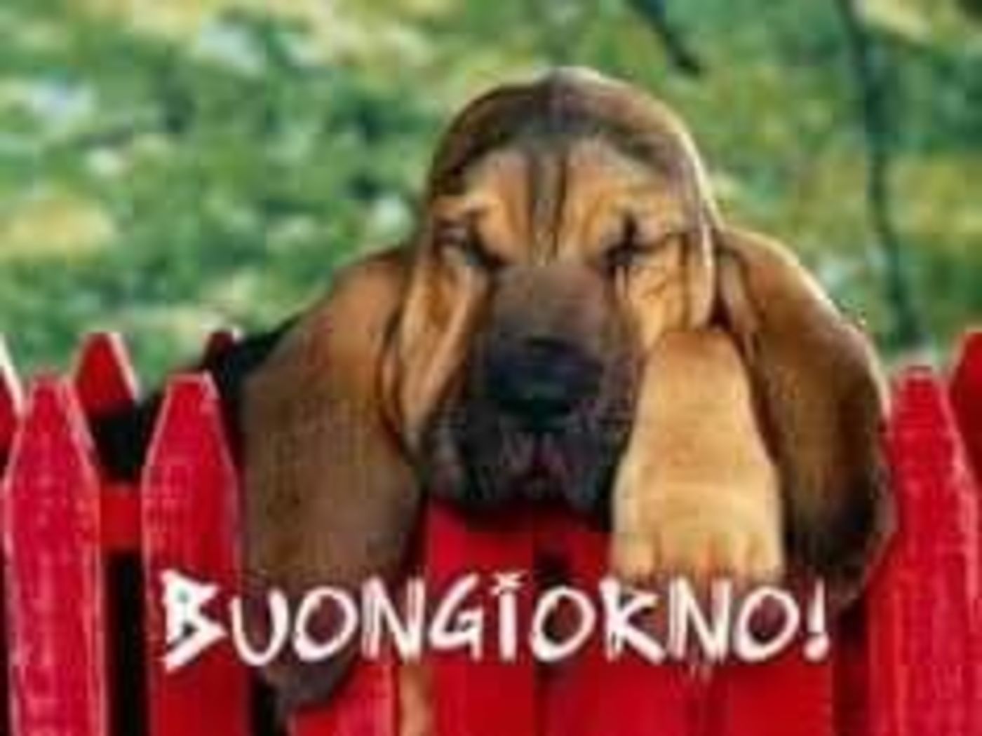 Immagini per Buongiorno con gli animali 9