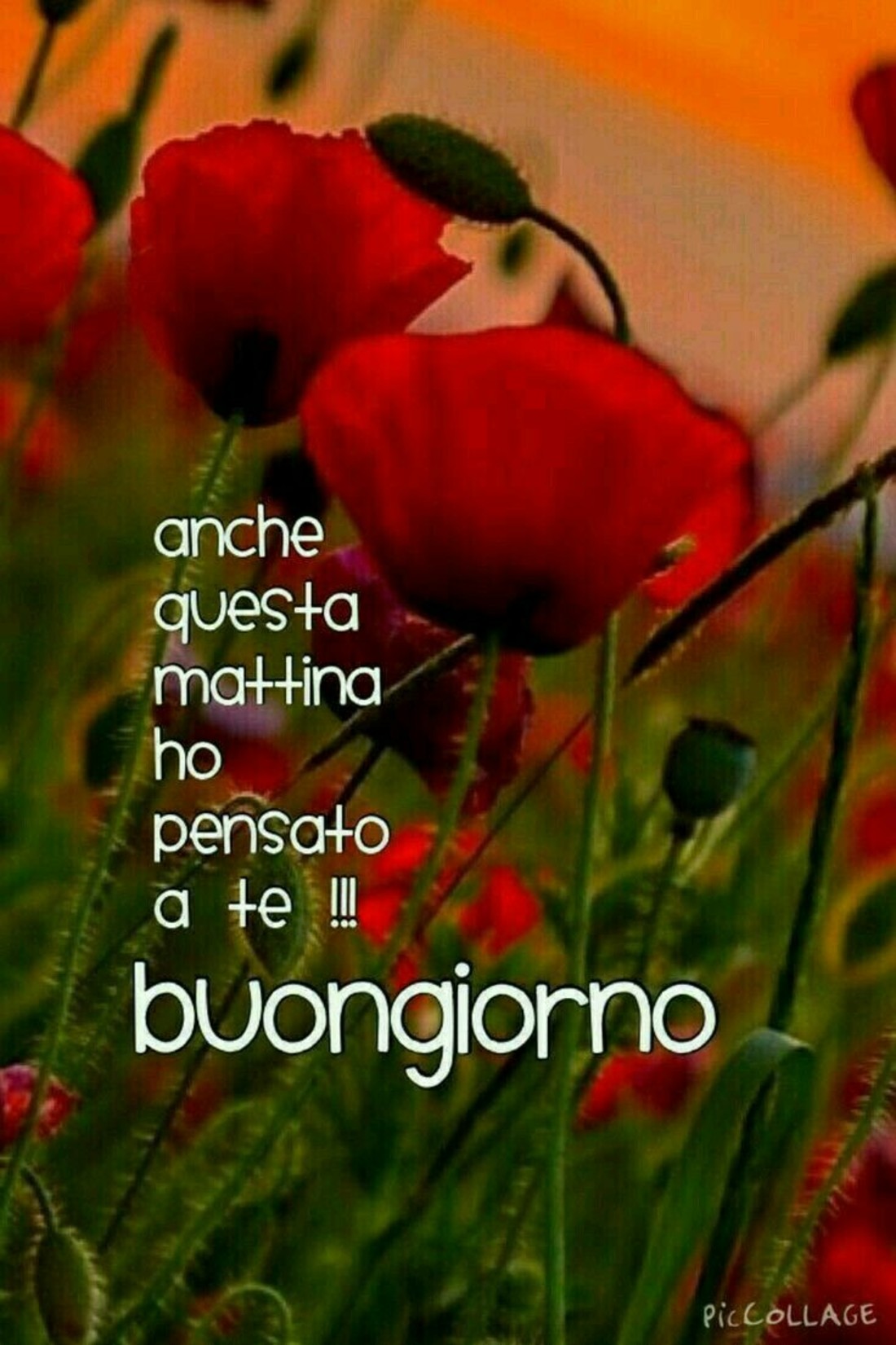 Immagini per buongiorno agli amici 8322