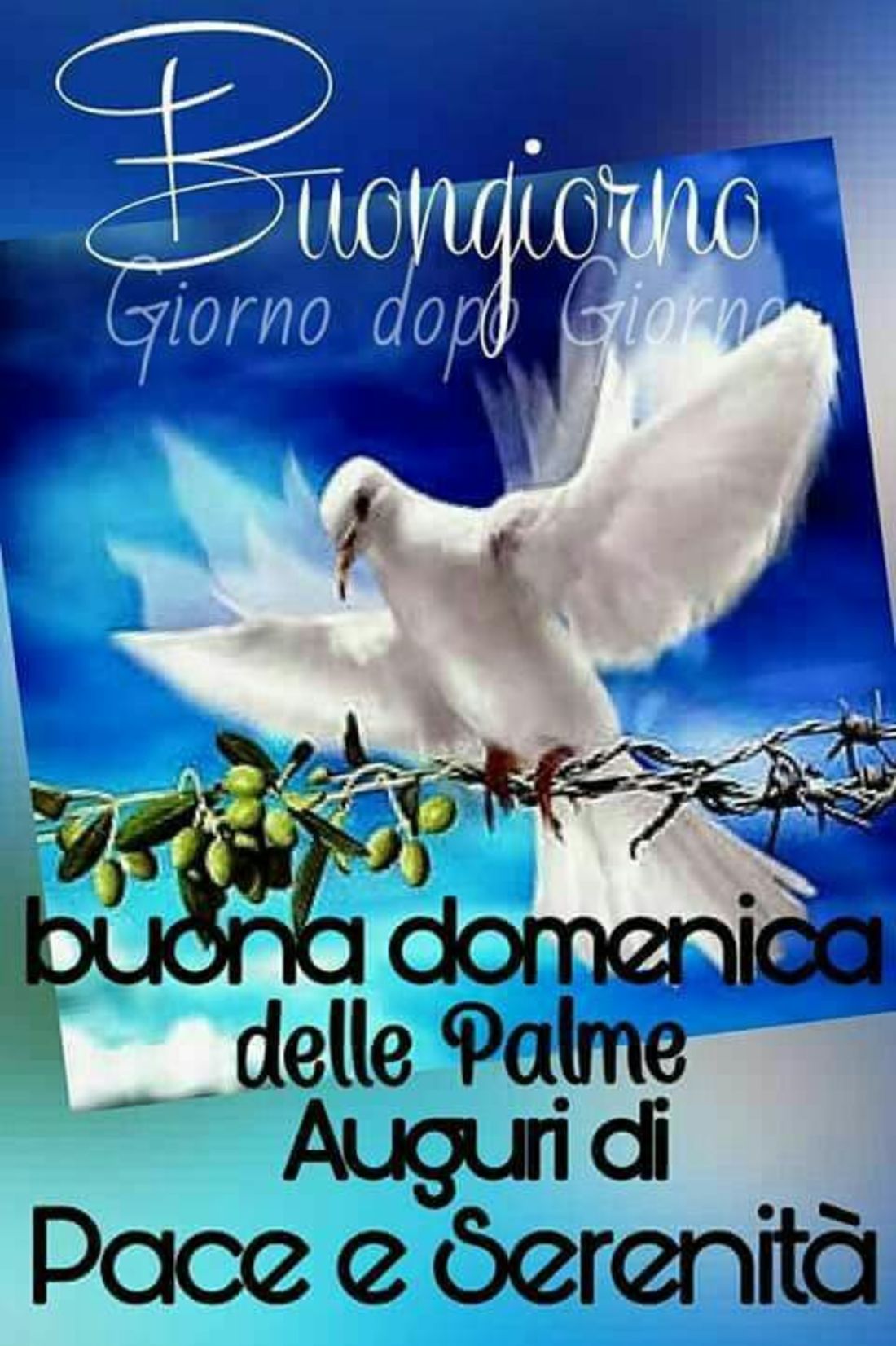 Buona Domenica delle Palme immagini Pinterest 49